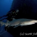 shark_tiger_sand_spar_h_0270_nca0598.jpg